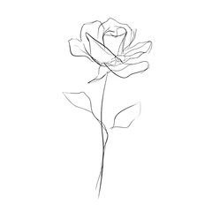 Elegant single rose in continuous line art