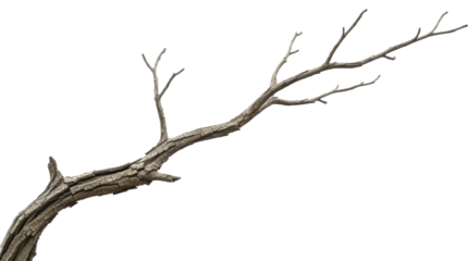  Bare tree branch with rough textured bark isolated on a transparent background PNG image PNG file