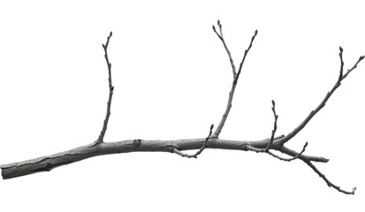 Bare Deciduous Tree Branch Segment with Rough Bark on a transparent background PNG image