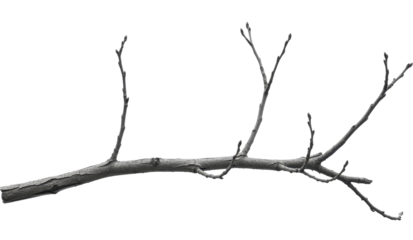 Bare Deciduous Tree Branch Segment with Rough Bark on a transparent background PNG image