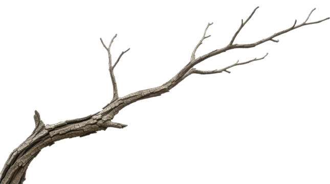  Bare tree branch with rough textured bark isolated on a transparent background PNG image PNG file