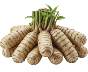 Fresh Galingale rhizomes with green leafy shoots on a transparent background, PNG image, PNG file