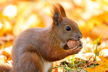 Squirrel in the Royal Baths Park, Warsaw, Poland