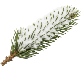  Winter season spruce tree branch with fresh white snow on a transparent background PNG image