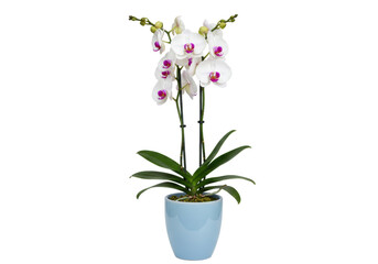 Isolated Phalaenopsis orchid plant, flowering, in a light blue pot, blooming houseplant