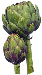 Obraz premium Fresh Purple Artichokes on Stems White Background 