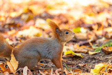 Squirrel in the Royal Baths Park, Warsaw, Poland