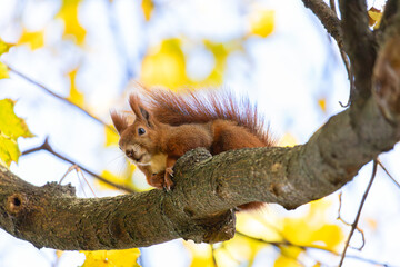 Squirrel in the Royal Baths Park, Warsaw, Poland