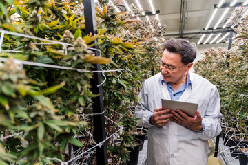 Scientist in a lab coat inspects indoor cannabis plants with a tablet inside a controlled grow facility, surrounded by trellised buds and LED lighting in a high tech cultivation room.