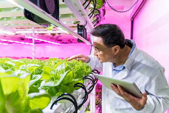 Scientist uses tablet to monitor hydroponic lettuce in indoor vertical farm under pink LED lights. High-tech agriculture scene blends agritech, greenhouse horticulture, cultivation, and sustainability - Powered by Adobe