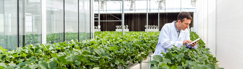 Scientist conducts agricultural research in greenhouse lab, examining leafy plants and seedlings....