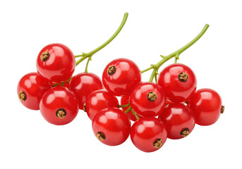 Isolated redcurrant berries on a twig ready for a healthy snack or refreshing raw juice