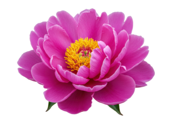 Isolated pink peony blossom with bright yellow stamen, spring flower for natural beauty