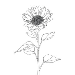 Elegant sunflower line art with leaves