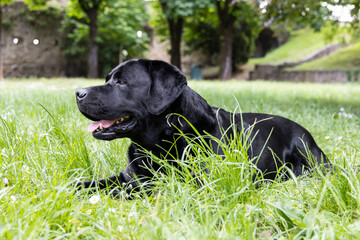 Black labrador retriever resting on lush green grass in quiet park, sunlight filtering through tall trees and creating peaceful summer atmosphere
