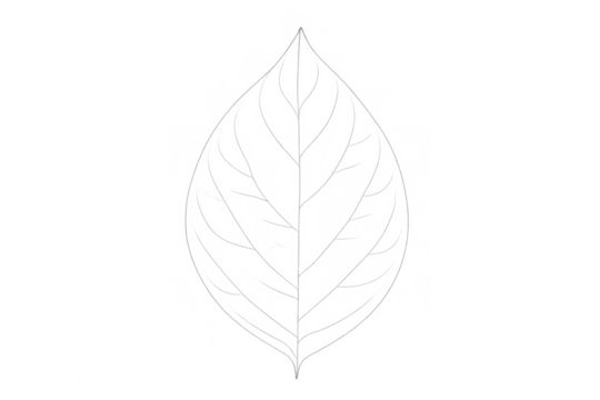 Simple outline drawing of a leaf on transparent background
