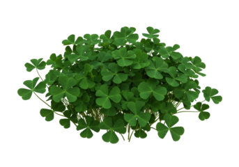 Isolated lush clump of green clovers with three leaves or shamrocks in natural light