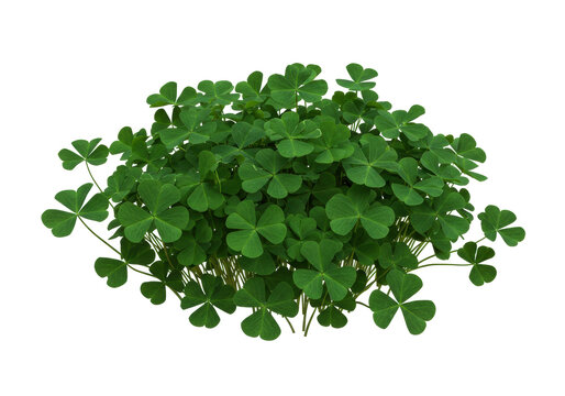 Isolated lush clump of green clovers with three leaves or shamrocks in natural light
