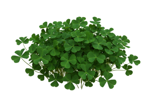 Isolated lush clump of green clovers with three leaves or shamrocks in natural light
