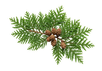Isolated thuja branch with cones, evergreen tree, winter, christmas, green foliage