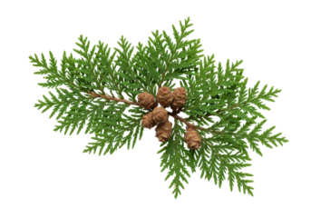 Isolated thuja branch with cones, evergreen tree, winter, christmas, green foliage
