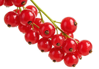 Isolated Cluster of Red Currants on Stem Ready to Eat Sweet Juicy Summer Fruit Raw Fresh