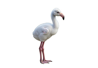 Isolated Young flamingo standing on a plain surface with long neck and legs on its side