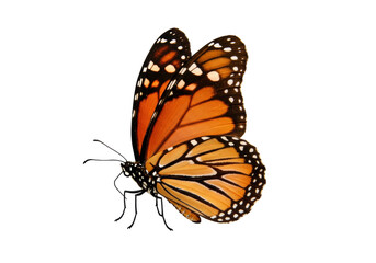 Isolated orange monarch butterfly with wings up, side view, antennae, spots, insect wing pattern