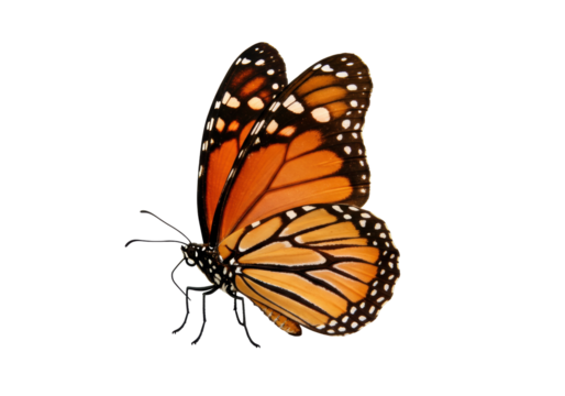 Isolated orange monarch butterfly with wings up, side view, antennae, spots, insect wing pattern