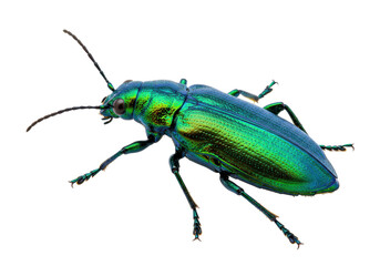 Isolated iridescent dogbane beetle on blank backdrop offers colorful, vibrant appearance