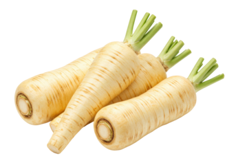 Isolated Parsnips, a bundle of root vegetables, fresh and ready to cook for health recipes