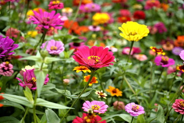 Obraz premium flowers in a garden