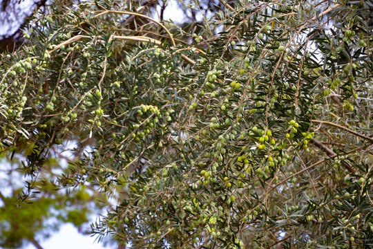 Many green olives on an olive tree in Kemer, Antalya Turkey