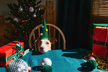 Jack Russell Terrier in party hat at festive table with Christmas tree