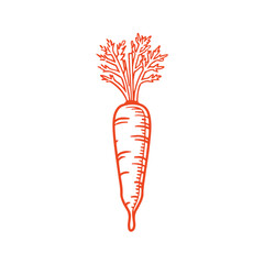 Sleek Carrot Line Art Illustration