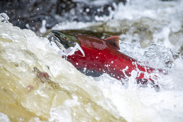 Salmon (Salmo salar) swimming upstream through rapids during spawning migration