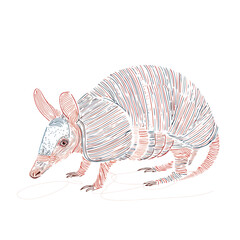 Sleek Armadillo Line Art Illustration