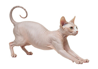 Isolated playful Sphynx cat stretching, showing off pink skin, interesting pet for cat lovers