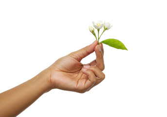 Isolated hand holding a sprig of jasmine with flowers and a leaf, springtime floral concept