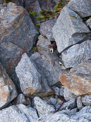 Hermelin zwischen Felsen am Stetind in Nordnorwegen