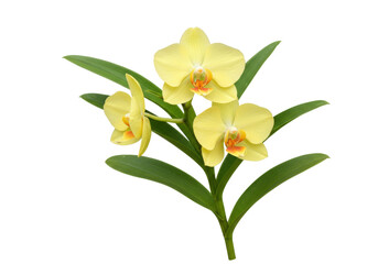 Isolated yellow orchid flower arrangement, tropical bloom with vivid green leaves and stem