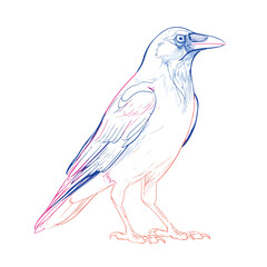 Elegant Crow Line Art in Flat Style