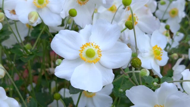 Weiss bl&uuml;hende Herbstanemone, Eriocapitella hupehensis
