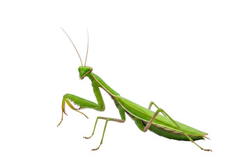 Green praying mantis insect isolated on transparent background