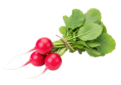 Isolated radish bunch with leaves, raw fresh vegetables, vegetarian harvest produce