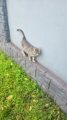 A domestic cat walks down the street surrounded by green grass Animals in nature