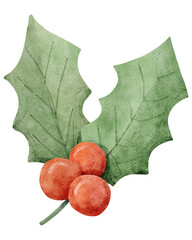 Watercolor Illustration of Holly Berry Sprig