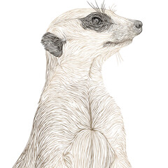 Sleek Meerkat Line Art Vector Illustration