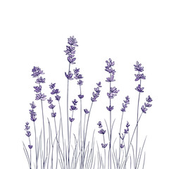 Elegant Lavender Line Art Illustration