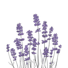 Elegant Lavender Line Art Vector Illustration